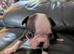 Beautiful Boston Terrier babies. Grey & white.Black & white.To forever loving homes.