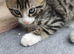 Main coon and bengal mix boy 10 weeks