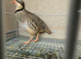 Chukar partridge