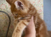 Full Maine Coon Russian Bred Male Kittens