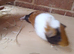 Beautiful  male guinea pigs