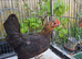 Beautiful pair of frizzle male and normal hen