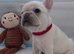Adorable Frenchbulldog Puppies