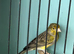 Amazing Spanish Raza Canary Pair for Sale