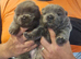 6 stunning kc reg chow pups rough coat