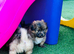 Shetland sheepdog cross Shih Tzu puppies