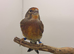 2025 linnet mule very good singing bird