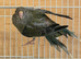 Red Rumped Parakeet Male and Female