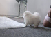 Beautiful pomeranian xs pupies