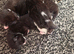 Beautiful litter of kittens