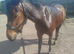 Lovely quarter horse x mare