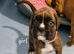 BEAUTIFUL KC PUPPIES