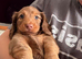Long haired miniature dachshund