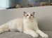 Ragdoll cat
