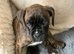 Pedigree female boxer puppy