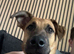 Willow looking for her forever home