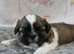 KC reg CUTE SHIH TZU BOY PUPPIES