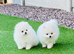 STUD £299! KC Health Tested Pomeranian Champion Lines!