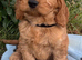 Cavapoochon puppies