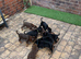KC reg Male Doberman