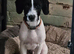 1 springer spaniel x fox terrier pups available