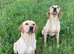 Beautiful KC Reg Puppies from Health Tested Parents