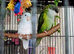 Sierra Parrot and Parrotlet Pair With Cage