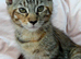 Maine Coon Cross Male