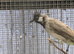 Himalayan crested white cheek bulbuls