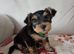 Yorkshire terrier puppies