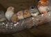 Various baby finches for sale
