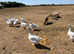 Young Embden geese for sale