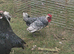 Silver Sebright Young Male