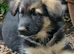 Beautiful litter of Long coated German Shepherd puppies