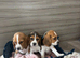 Beagle puppys