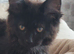 Mainecoon kittens for sale