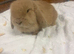 Mini lops