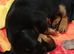 4 dashounds cross jack Russel puppies