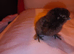 Silkie chicks