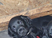 3 fully vaccinated sprocker spaniel boys available