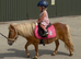 Ride & drive Shetland mare.
