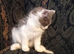 Norwegian Forest Cat x Russian Blue Kittens