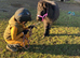 Perfect Therapy Mini Shetland Gelding For Sale