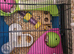Syrian hamster