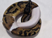 Pied Royal pythons