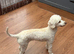 Miniature poodle bitch