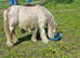 Red blagdon colt