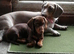 14 week old miniature dachshund