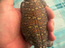 Wanted Uromastyxs