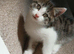 Beautiful Female Kitten.